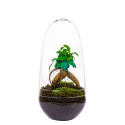 Terrarium mini Bonsai