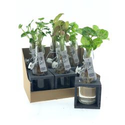 Φυτά σε μπουκάλι με ξύλινη βάση 40cm