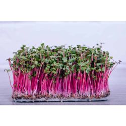 China Rose Radish Microgreens Seeds