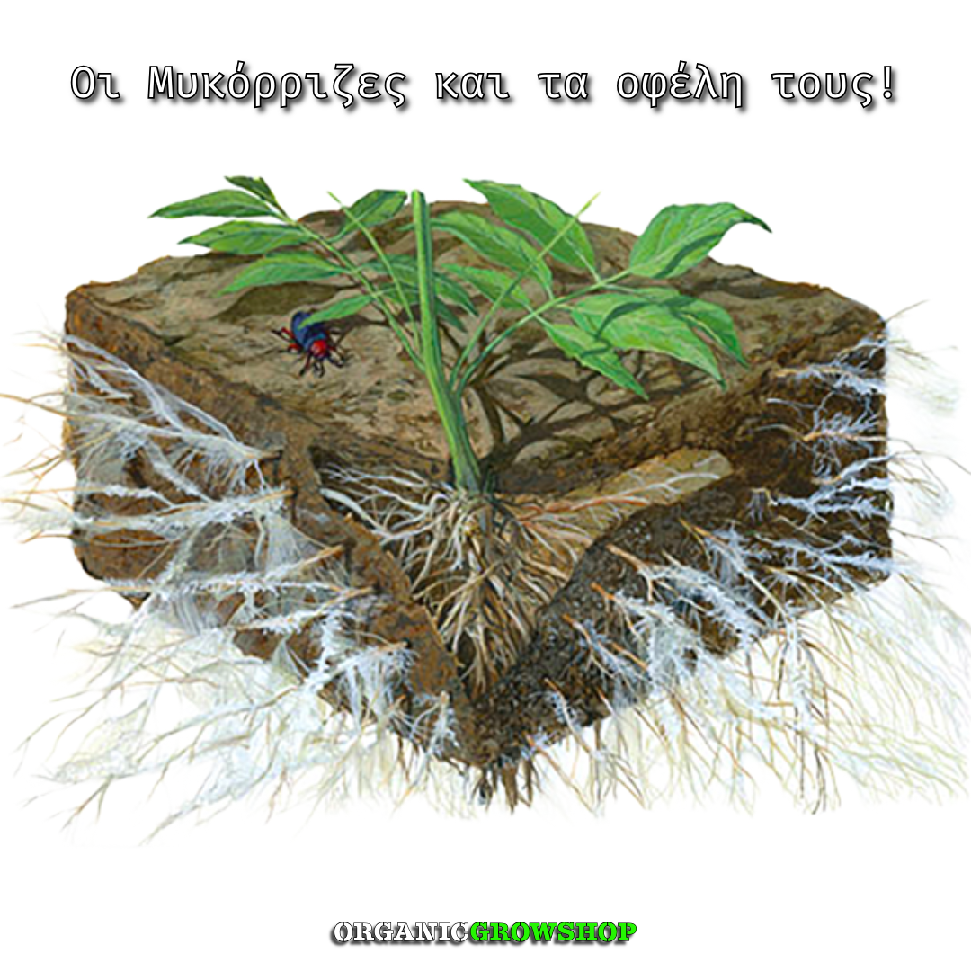 mycorrhiza blog organic growshop