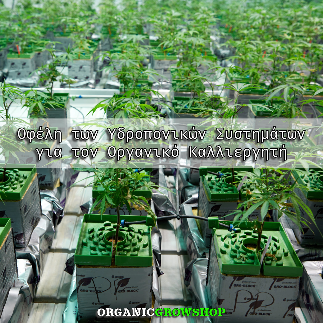 υδροπονικα συστηματα οφελη organic growshop